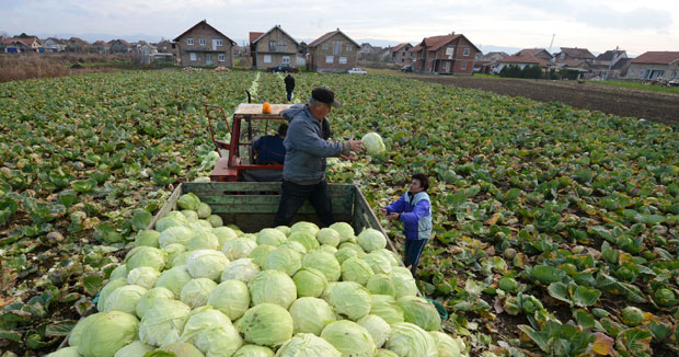 Стигао спас за футошки купус